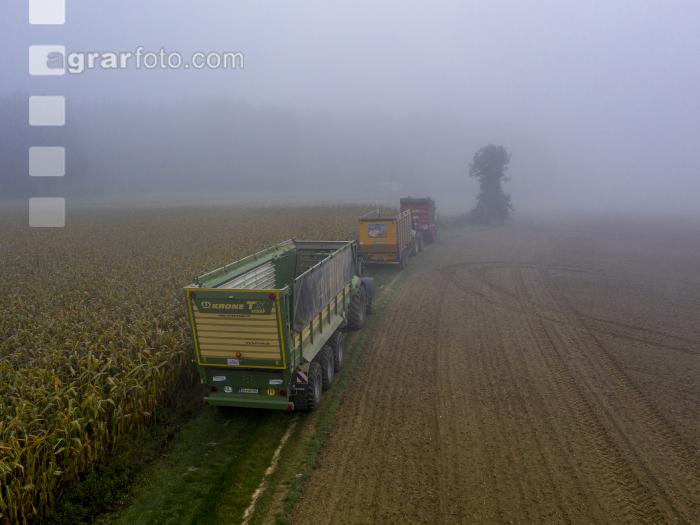 Gras häckseln im Nebel 5