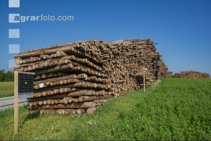 Giftköder Borkenkäfer 