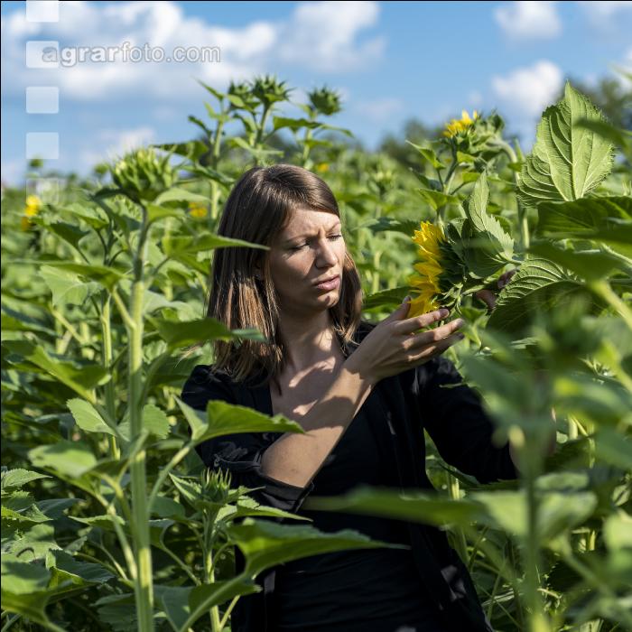 Sonnenblumen 5