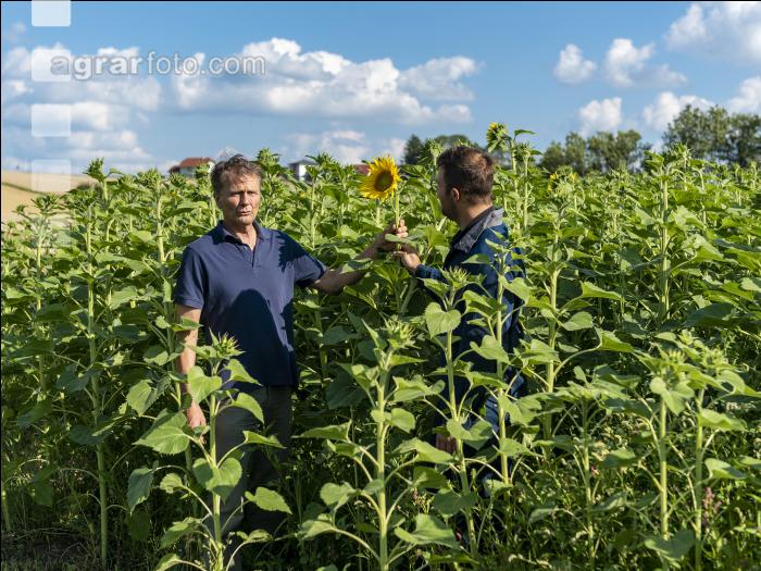 Sonnenblumen 1