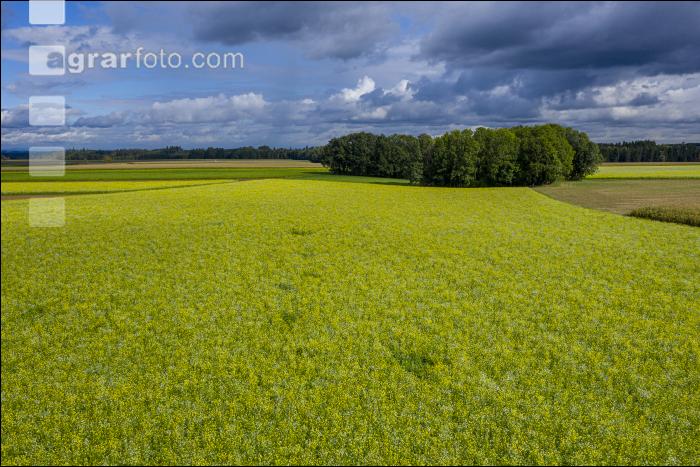 Gründüngung Ende September 10