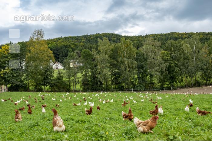 Bio Freilandhennen 84