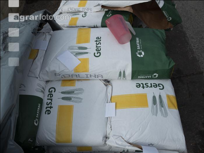 Gerste Saat 133