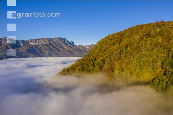 Mischwald im Nebel 5