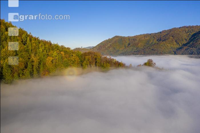 Mischwald im Nebel 4