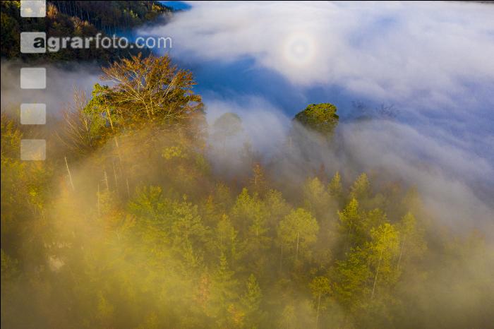 Mischwald im Nebel 3