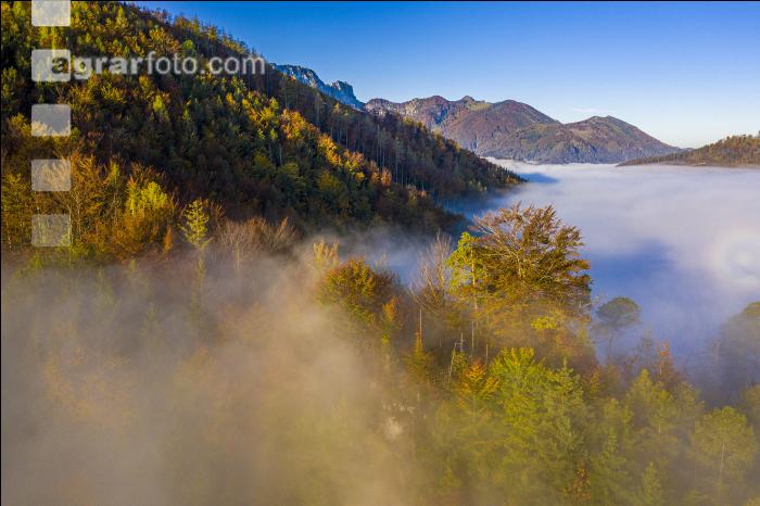 Mischwald im Nebel 1
