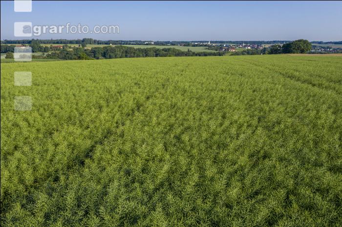 Raps Grünreife 7