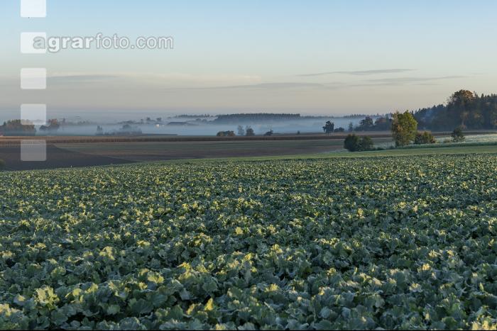Raps vor Winterbeginn 6