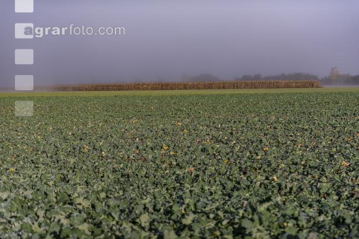 Raps vor Winterbeginn 2