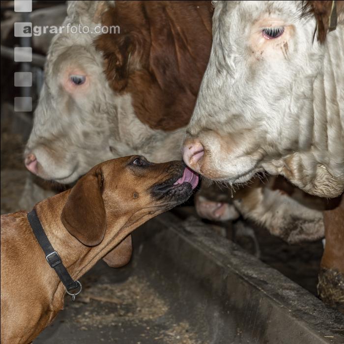 Hund schleckt Stier ab 2