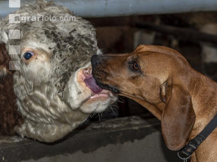 Hund schleckt Stier ab 1