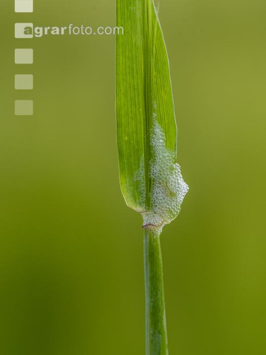 Schaumzikade Schaum