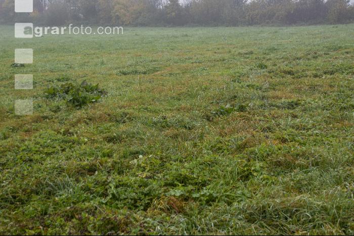 Gelbrost Dauerwiese 7