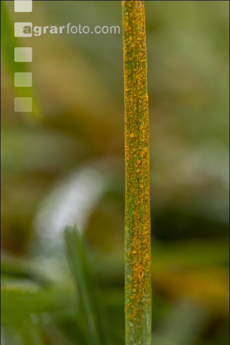 Gelbrost Dauerwiese 2