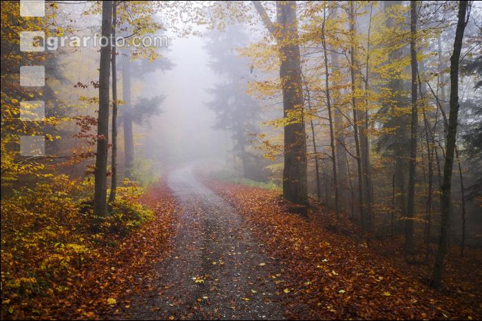 Nebel im Herbstwald 1