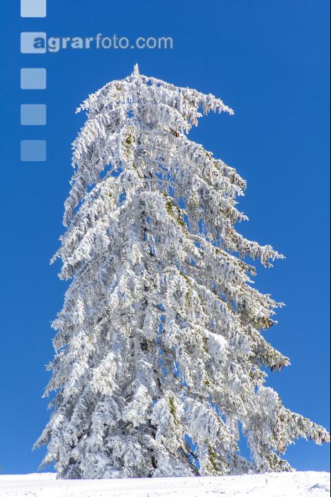 Winter im Gebirge 5