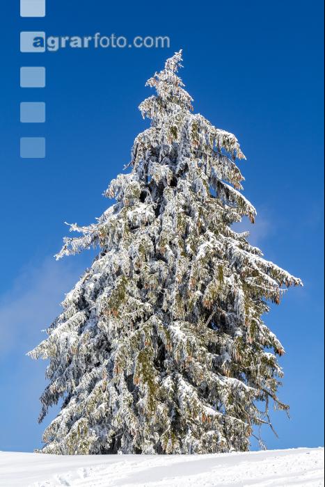 Winter im Gebirge 2