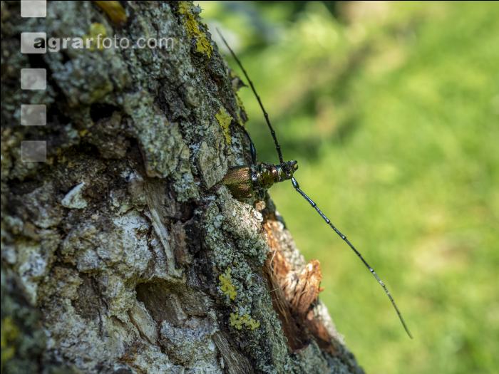 Musk beetle 3