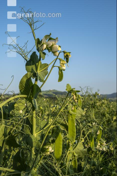 Erbse Blüte 5