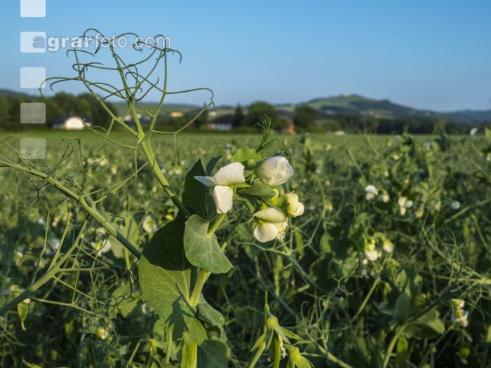 Erbse Blüte 1