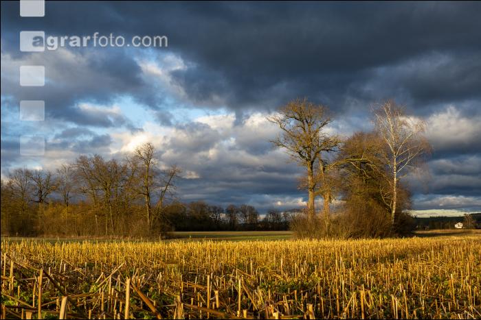 Abendlicht im Februar 3