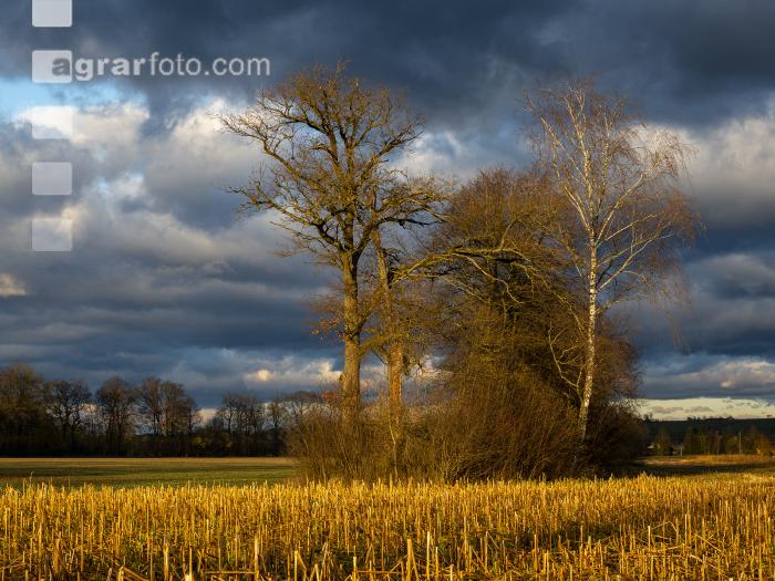 Abendlicht im Februar 2
