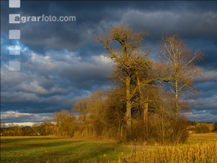 Abendlicht im Februar 1
