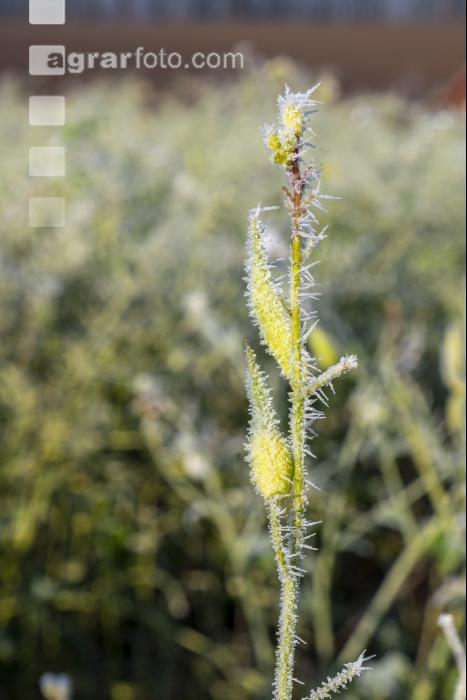 Zwischenfrucht Frost 7