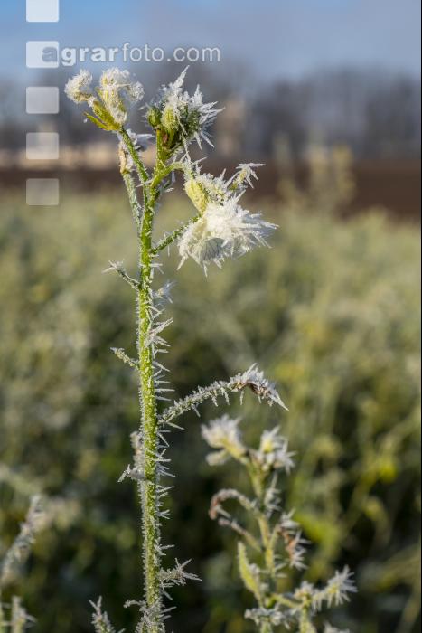 Zwischenfrucht Frost 6