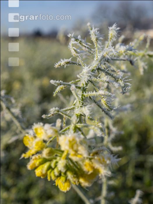 Zwischenfrucht Frost 3