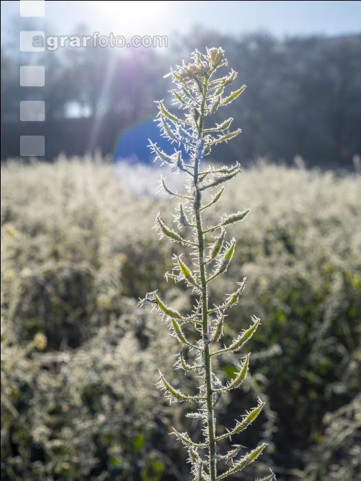 Zwischenfrucht Frost 2