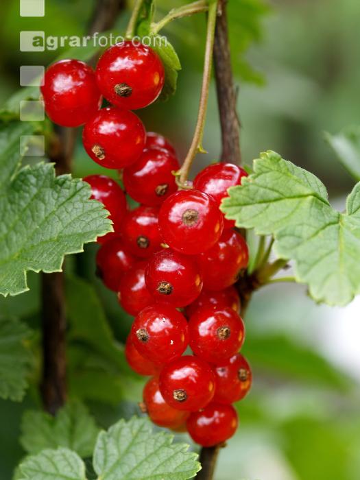 Johannisbeere rot 7