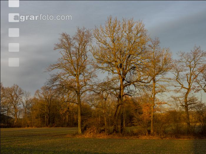 Abendlicht im Februar 14