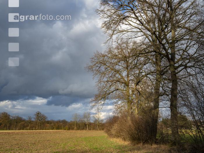 Abendlicht im Februar 11