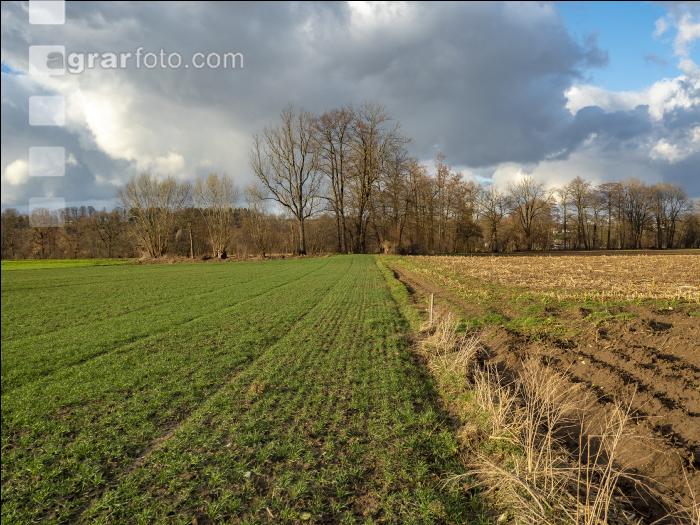 Abendlicht im Februar 9