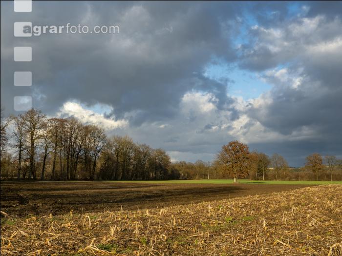 Abendlicht im Februar 6