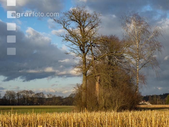 Abendlicht im Februar 4