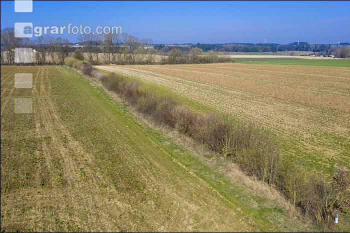 Feldhecke im März 01