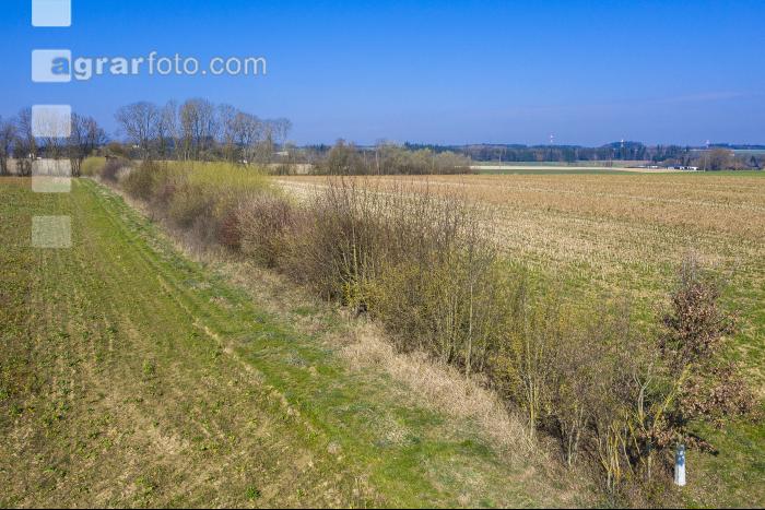Feldhecke im März 02
