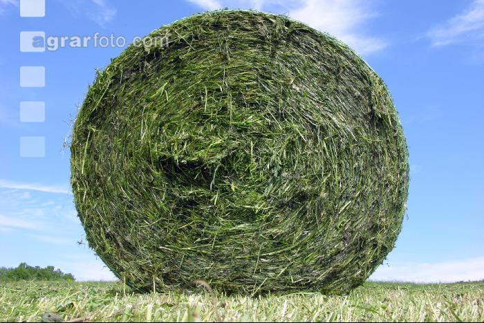 Grassilage Ballen 9