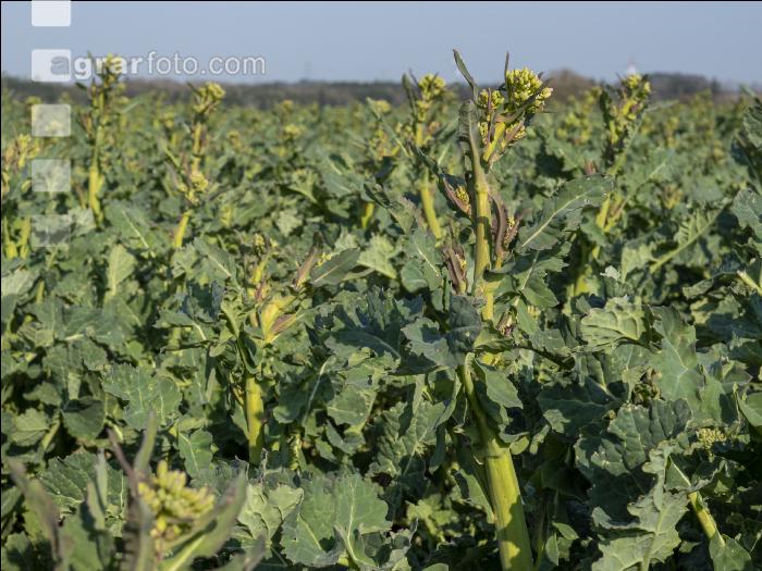Rape frost injury 5