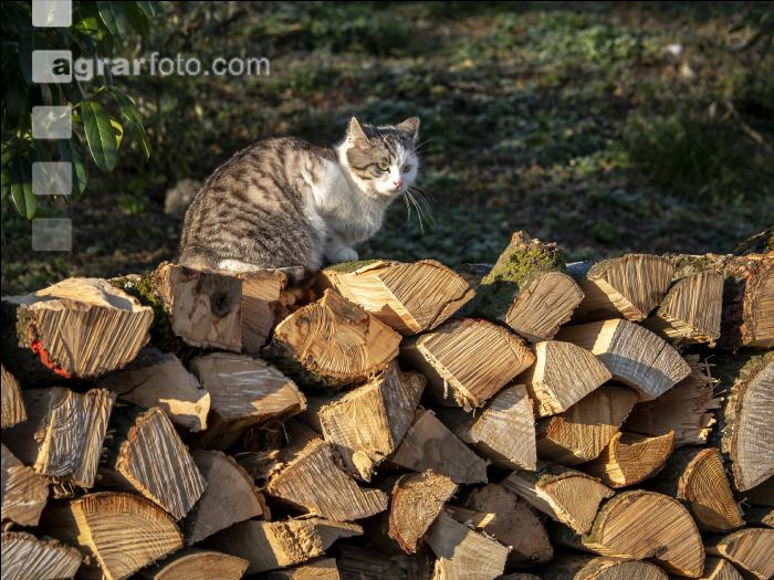Katze 6