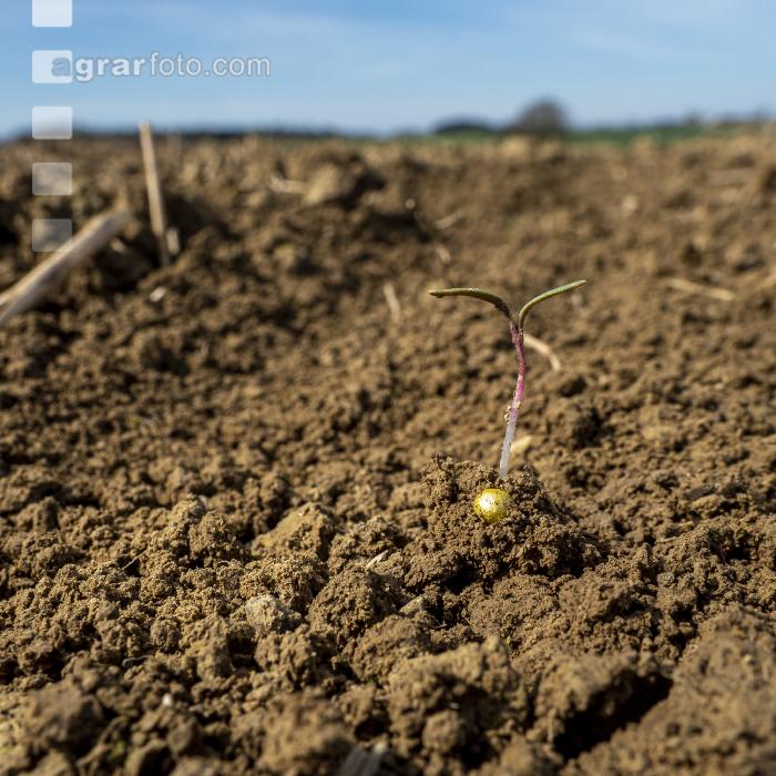 Sugar beet germination 3