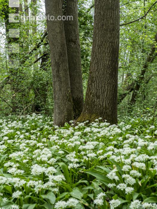Bärlauch 41