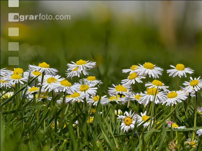 Gänseblümchen 7