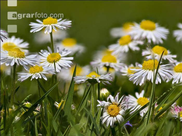 Gänseblümchen 6