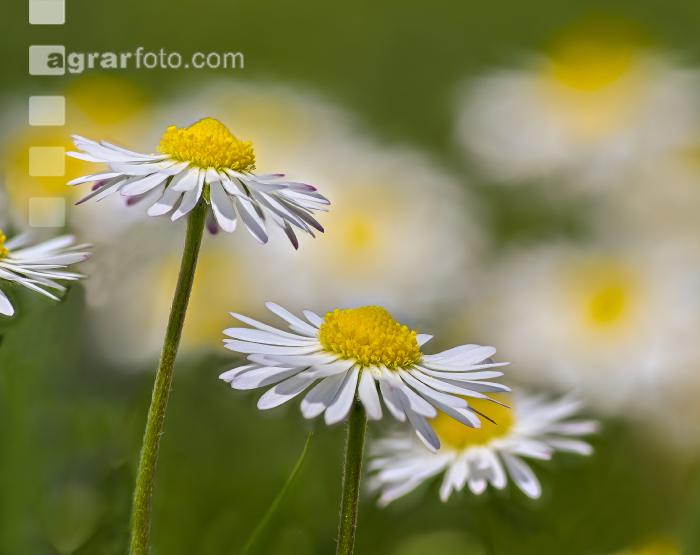 Gänseblümchen 5