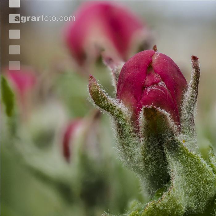 Apfel Blüte 32