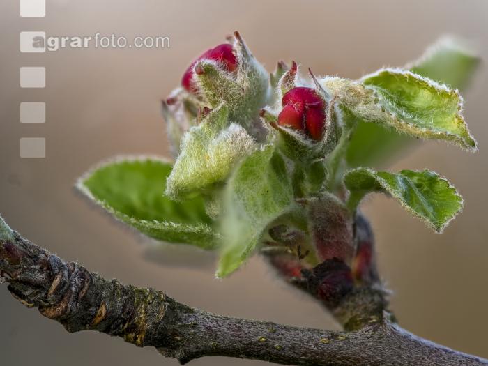 Apfel Blüte 28